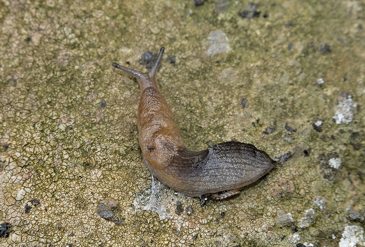 Milacidae di Pantelleria